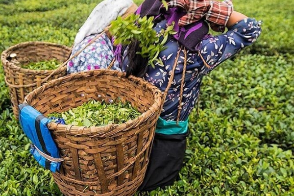 Hotel Ging Tea House (Darjeeling)